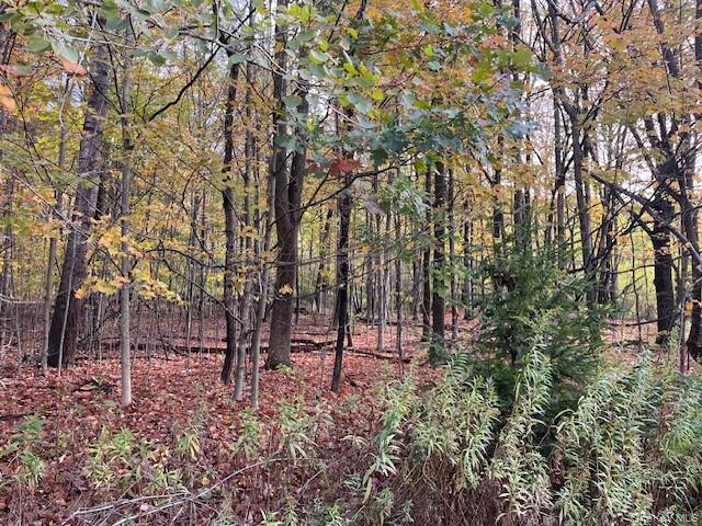 Ferndale Loomis Road Northeast Liberty, NY 12754 - Photo 11 of 12 View of wooded area