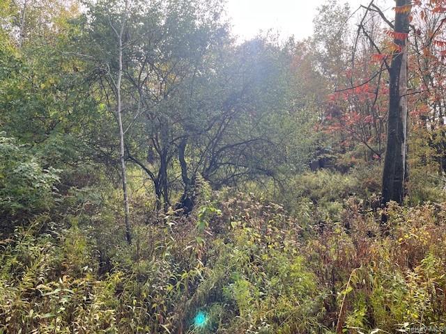 Ferndale Loomis Road Northeast Liberty, NY 12754 - Photo 4 of 12 View of wooded area