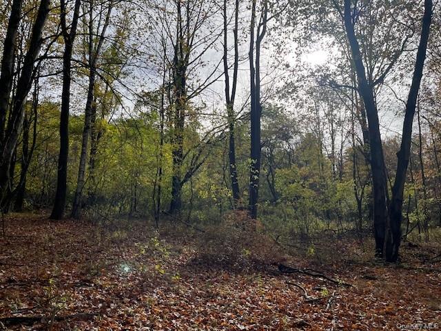 Ferndale Loomis Road Northeast Liberty, NY 12754 - Photo 10 of 12 View of local wilderness