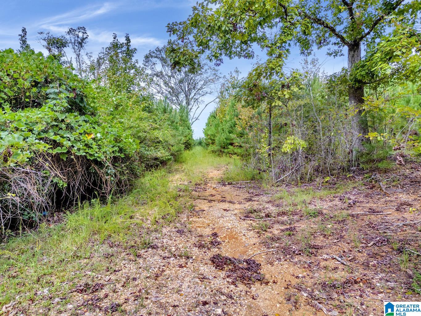 0 Warrior Road Ohatchee, AL 36271 - Photo 10 of 25