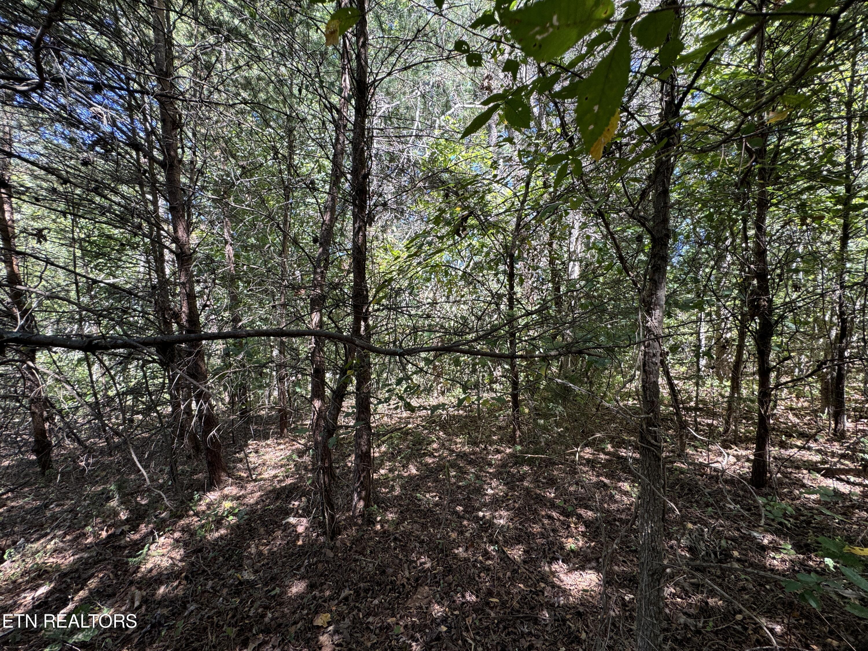 Lot 9 McGaha Chapel Road Newport, TN 37821 - Photo 4 of 13 4