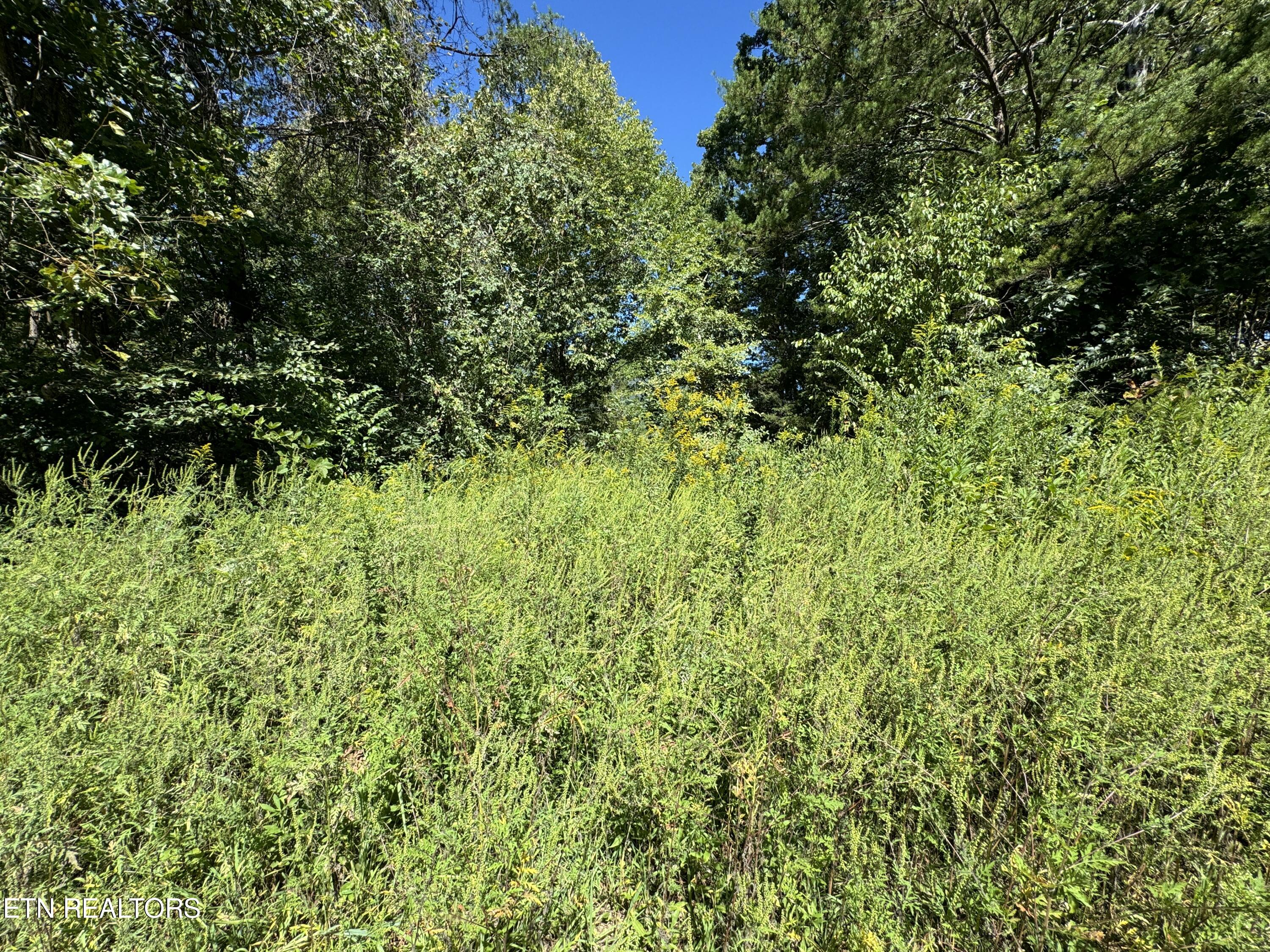 Lot 9 McGaha Chapel Road Newport, TN 37821 - Photo 7 of 13 7