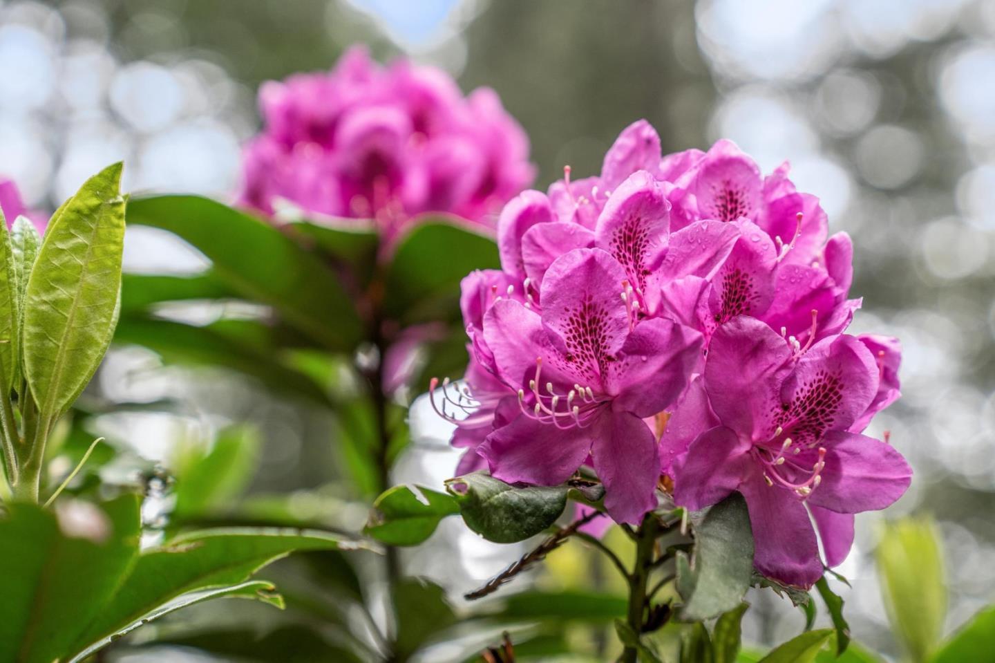 13872 Silver Sky Way Woodside, CA 94062 - Photo 4 of 78 a view of pink flowers