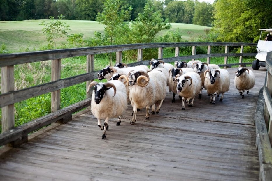 222 Bonnafield Drive Hermitage, TN 37076 - Photo 16 of 16 a group of people sitting on a roof deck