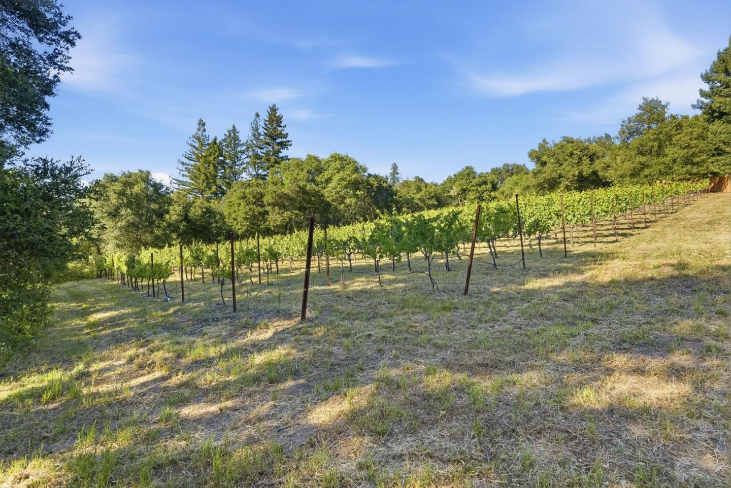 0 Miller Hill Road Los Gatos, CA 95033 - Photo 4 of 32 a view of a tree in a yard