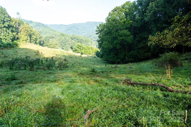 a view of a lush green forest with trees in the background