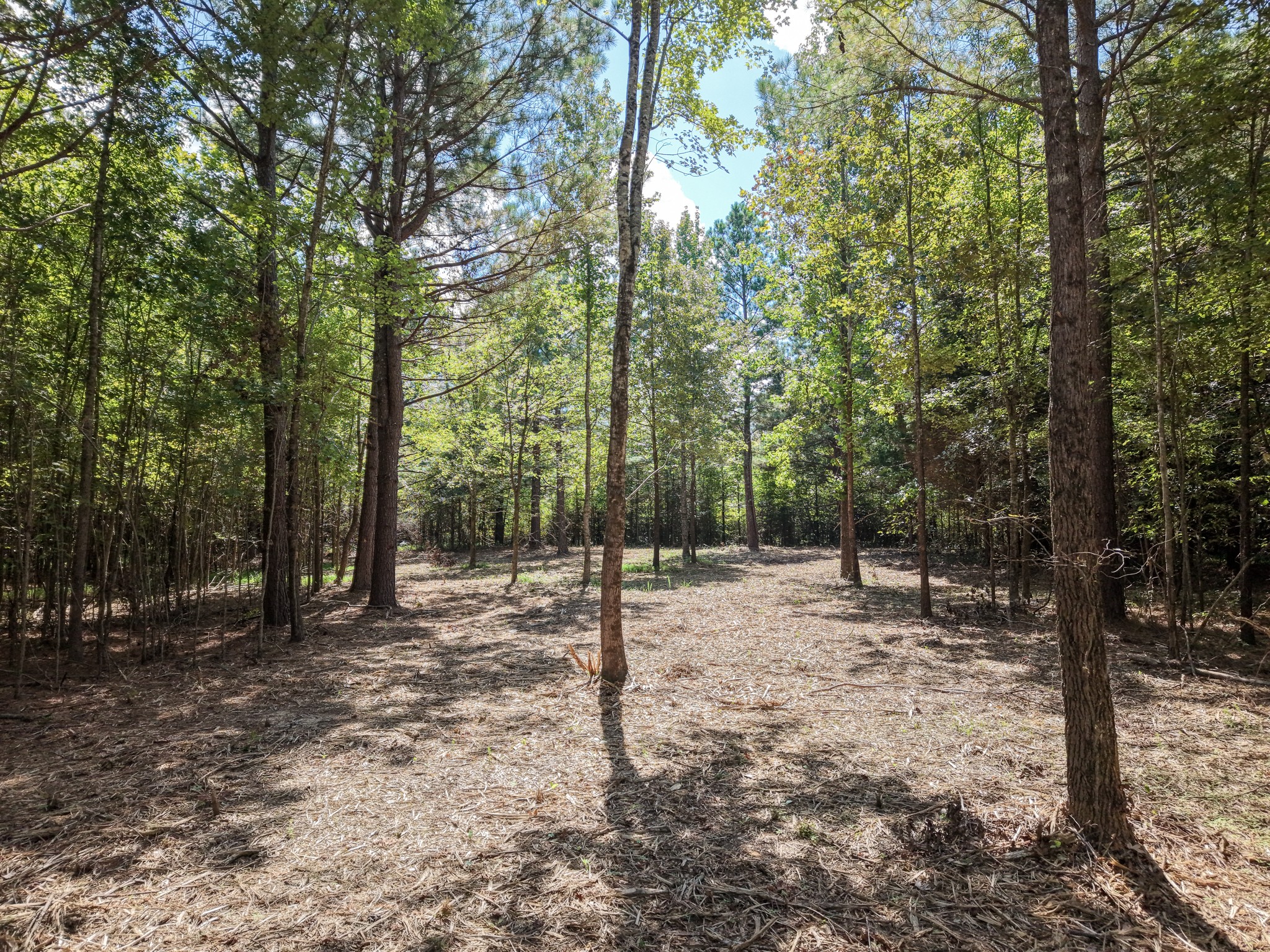 0 Point Mason Road Big Sandy, TN 38221 - Photo 6 of 12 Gallery Image 6