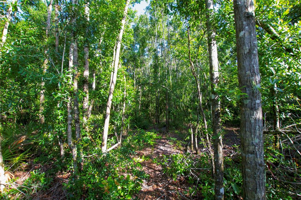 18233 185th Road Live Oak, FL 32060 - Photo 81 of 99 a view of outdoor space and lots of trees