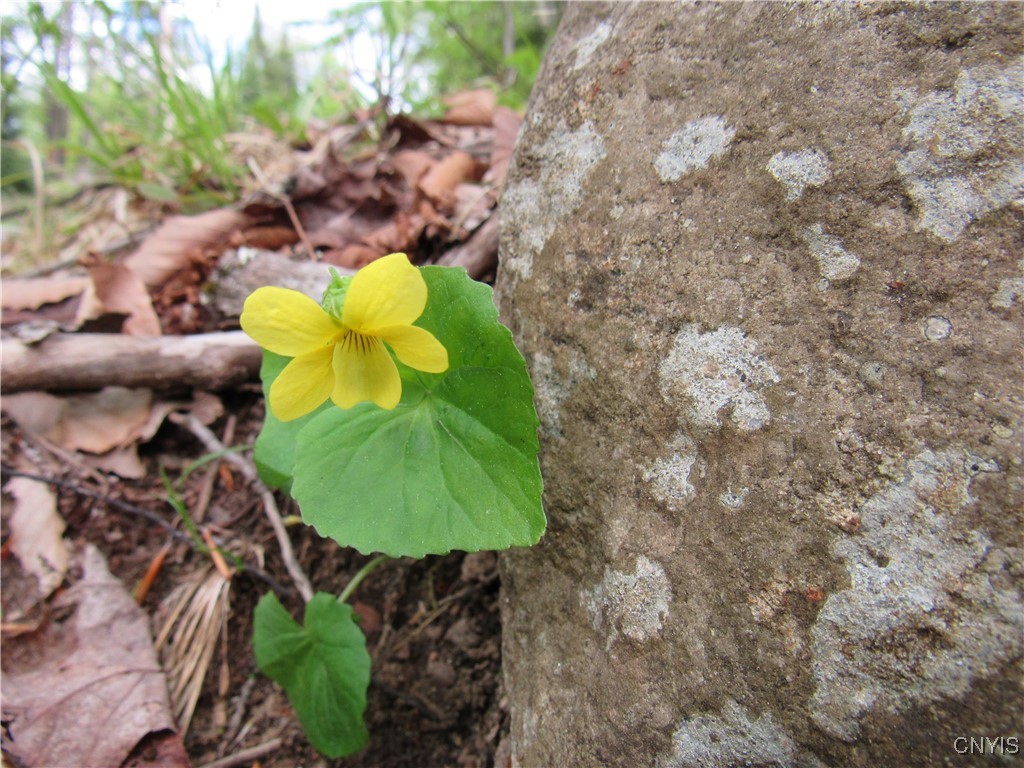 142 Joy Tract Road Old Forge, NY 13420 - Photo 4 of 20