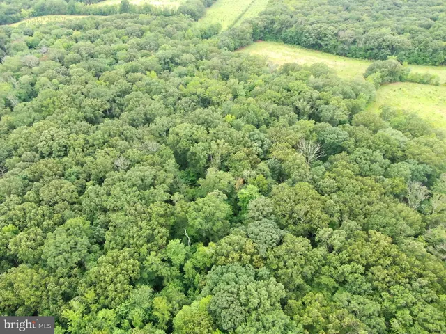 a view of a big yard with plants and large trees