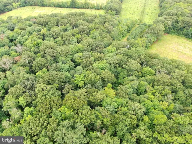 a view of a big yard with plants and large trees