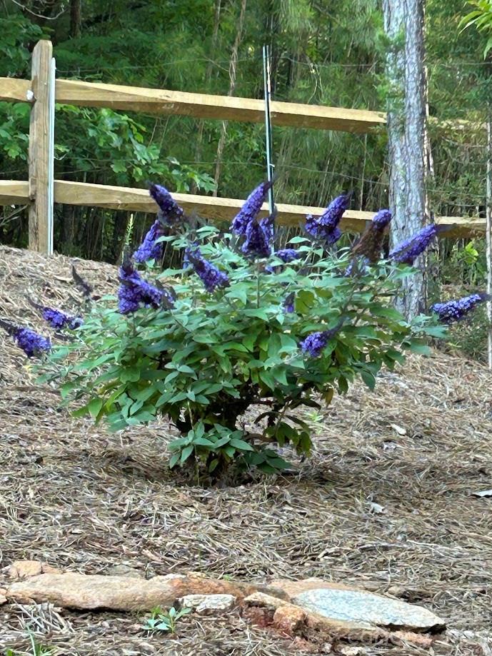 203 Burnt Chimney Lane Rutherfordton, NC 28139 - Photo 34 of 42