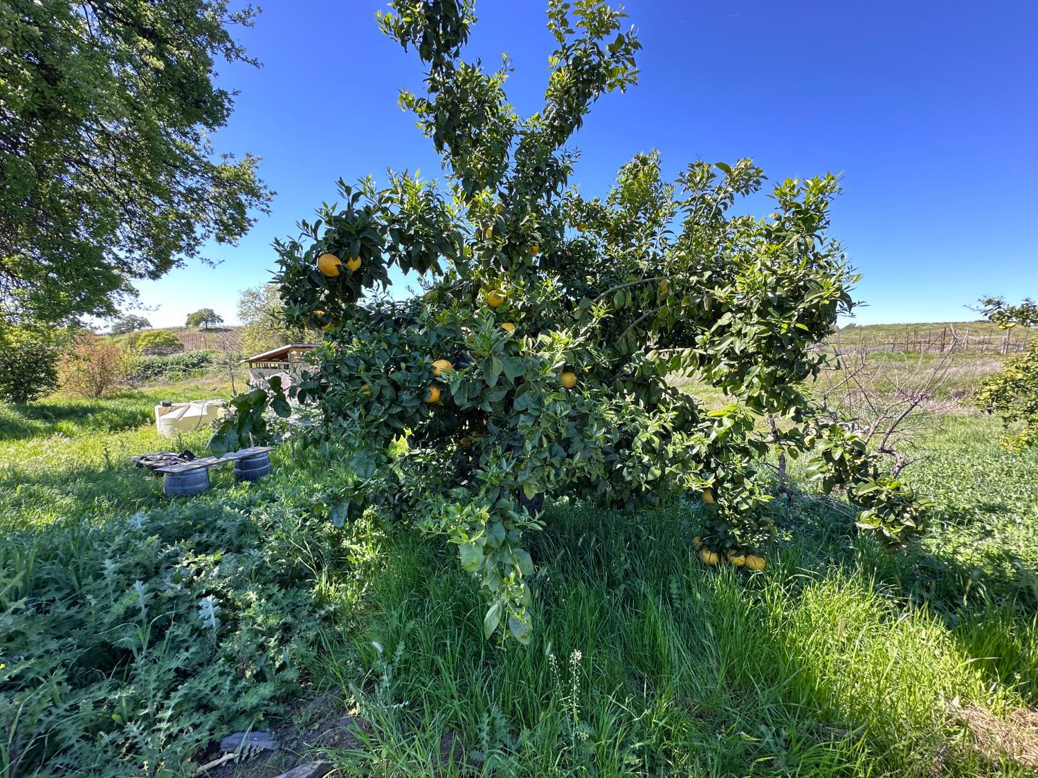 8055 Airola Road Angels Camp, CA 95222 - Photo 17 of 37