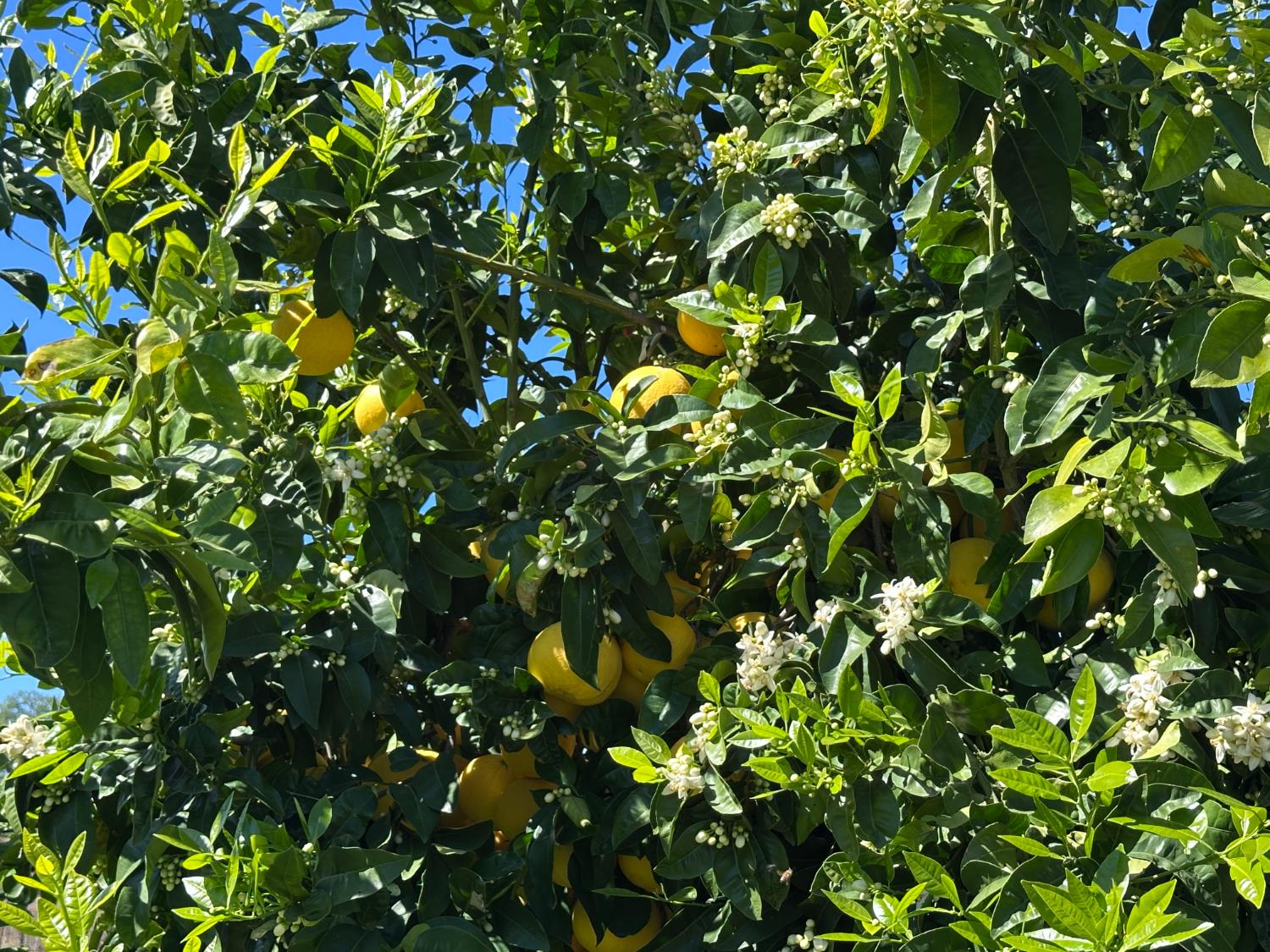 8055 Airola Road Angels Camp, CA 95222 - Photo 18 of 37