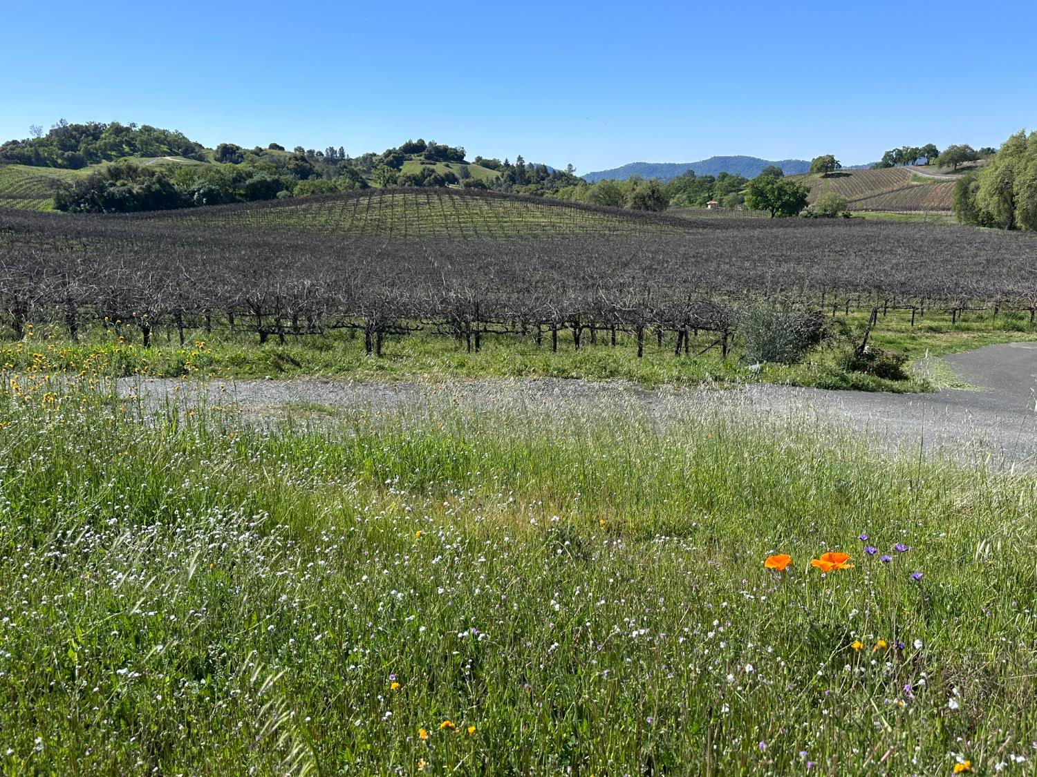 8055 Airola Road Angels Camp, CA 95222 - Photo 6 of 37