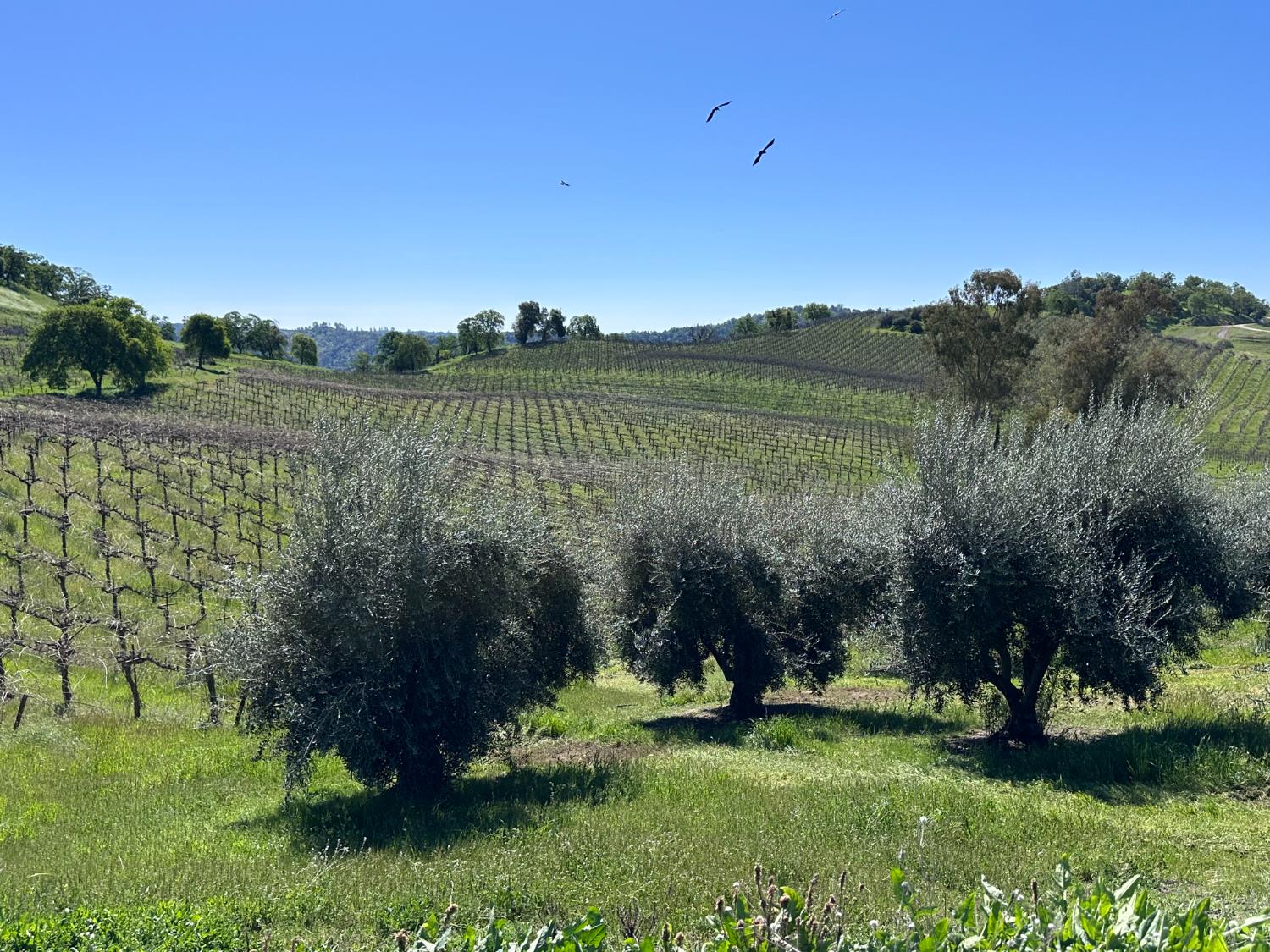 8055 Airola Road Angels Camp, CA 95222 - Photo 8 of 37