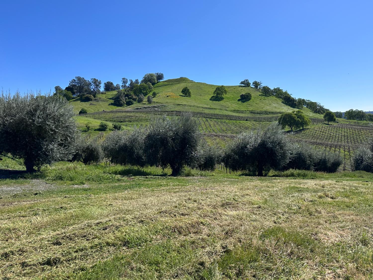 8055 Airola Road Angels Camp, CA 95222 - Photo 9 of 37