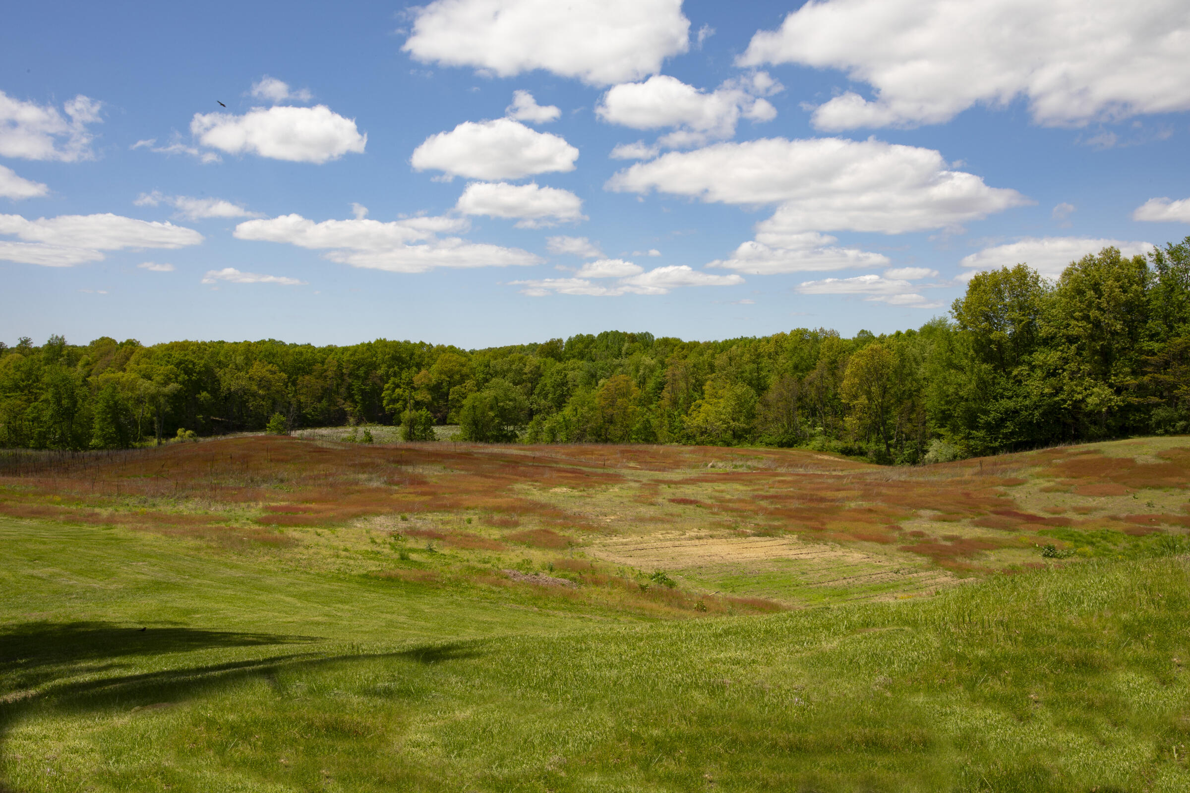 10030 Hoffman Road Marcellus, MI 49067 - Photo 10 of 31 IMG_0117