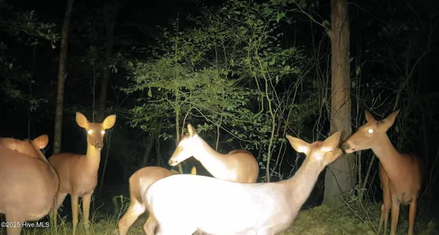 $275,000 | 1049 Shirley Drive, Jacksonville, NC 28540