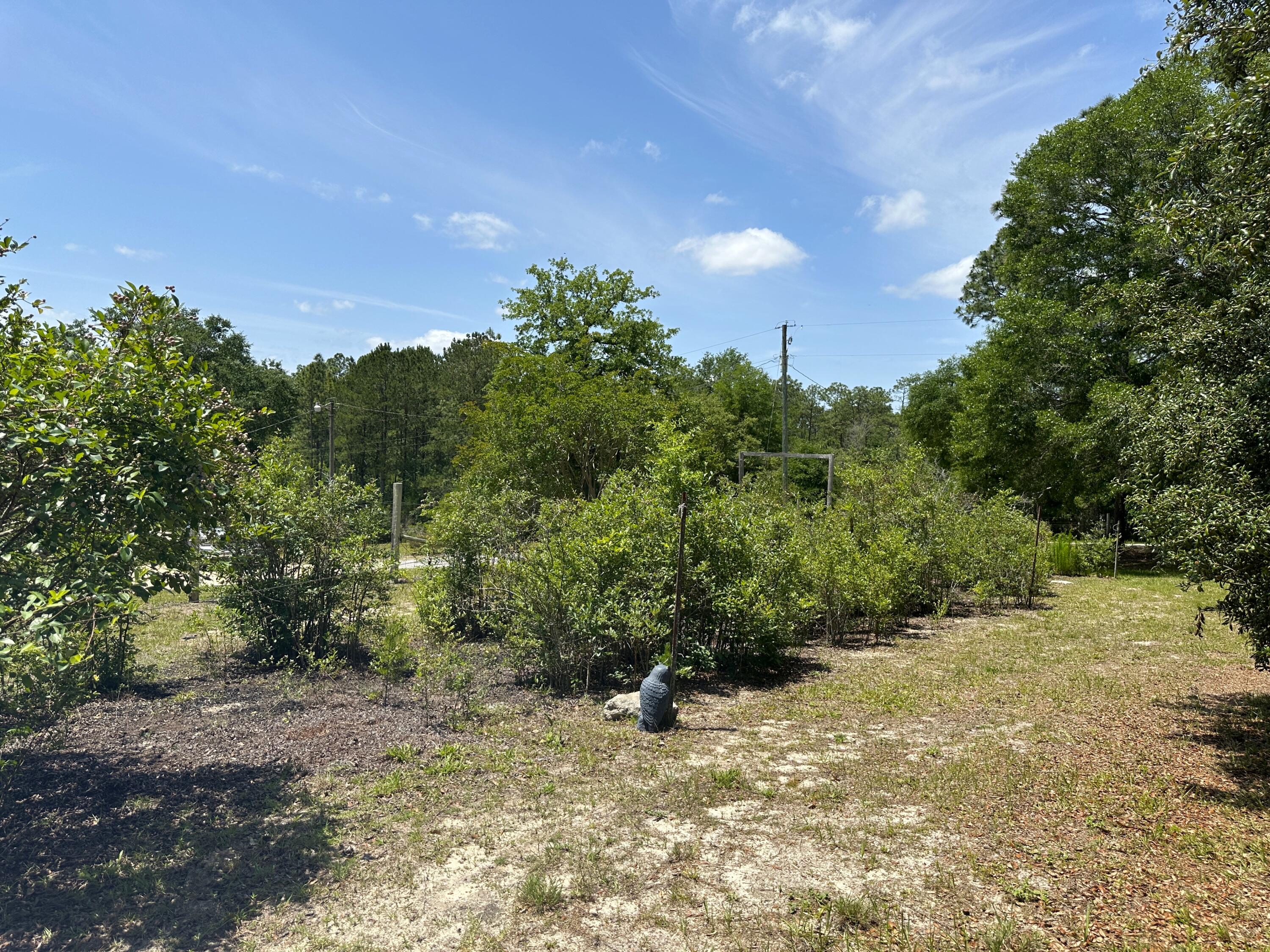 3864 Bear Head Road Crestview, FL 32539 - Photo 55 of 57 a view of a yard with a tree