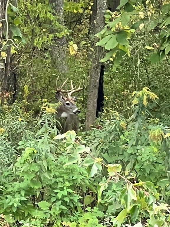 Steege Hill Road Corning, NY 14830 - Photo 16 of 17