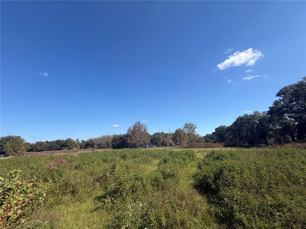 Tbd Northeast 25th Avenue Anthony, FL 32617 - Photo 12 of 12 a view of a big yard with a large tree