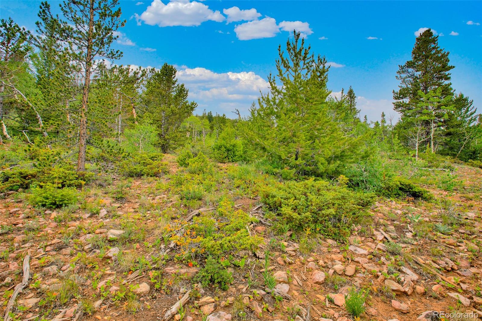 751 Lamb Mountain Road Fairplay, CO 80440 - Photo 14 of 31 a view of a bunch of trees in a yard