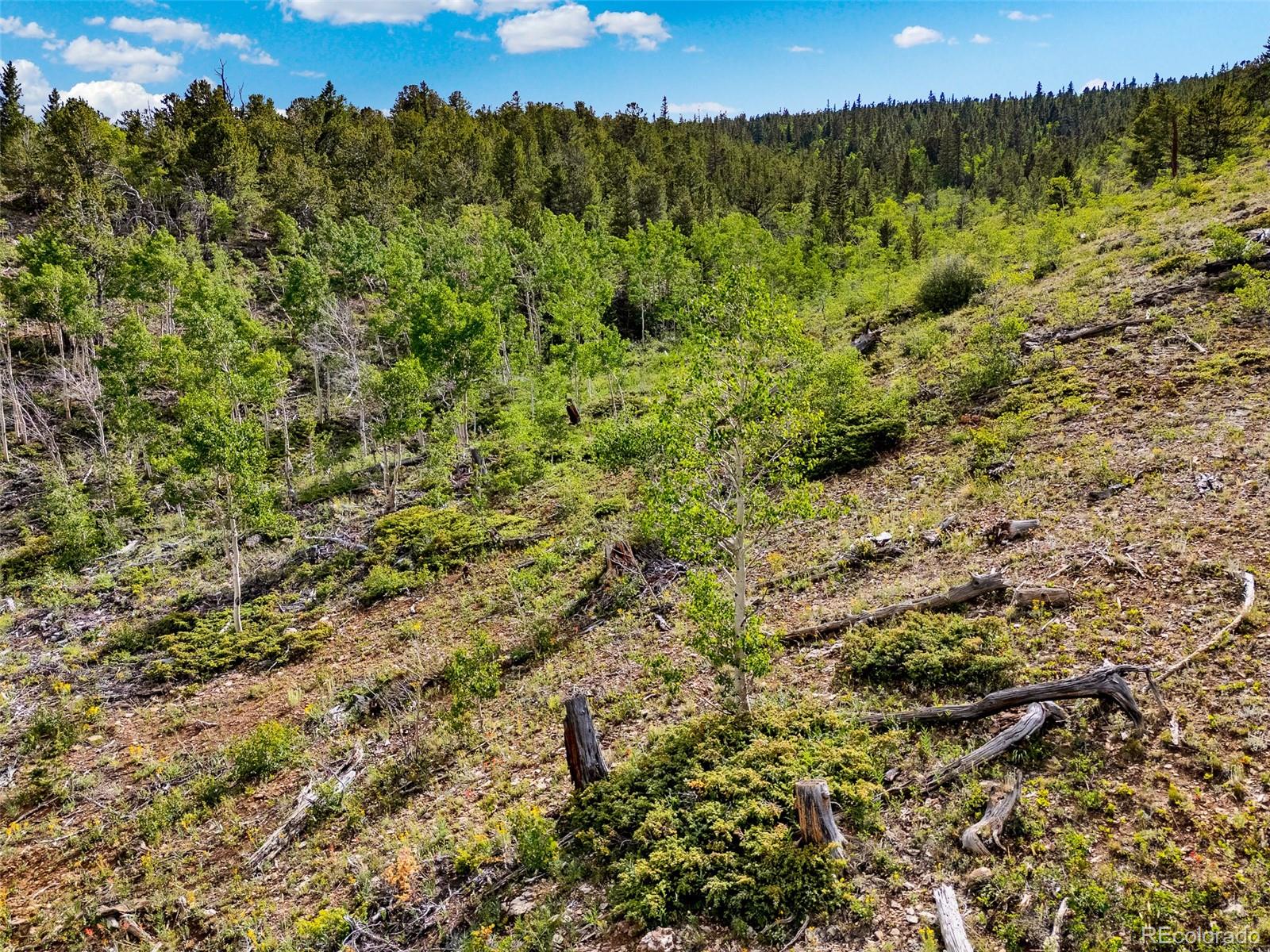 751 Lamb Mountain Road Fairplay, CO 80440 - Photo 25 of 31 a view of a forest with a forest