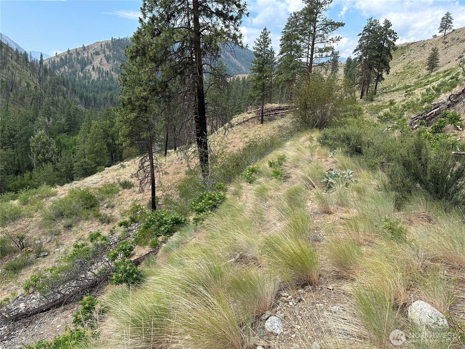88-tbd Gold Creek Road Carlton, WA 98814 - Photo 11 of 39 a view of a yard with large trees