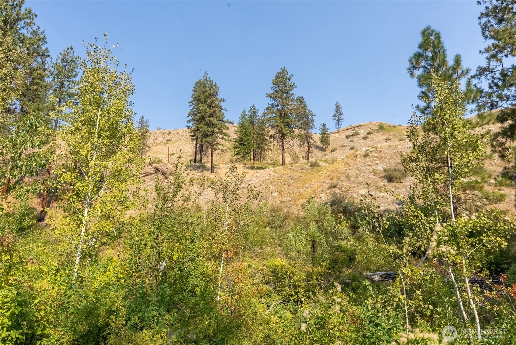 88-tbd Gold Creek Road Carlton, WA 98814 - Photo 12 of 39 a view of a yard with a tree