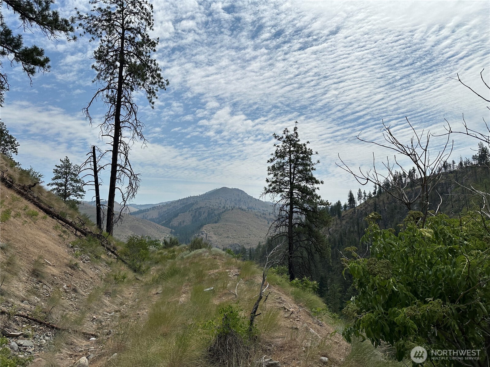88-tbd Gold Creek Road Carlton, WA 98814 - Photo 13 of 39 a view of a tree in a yard