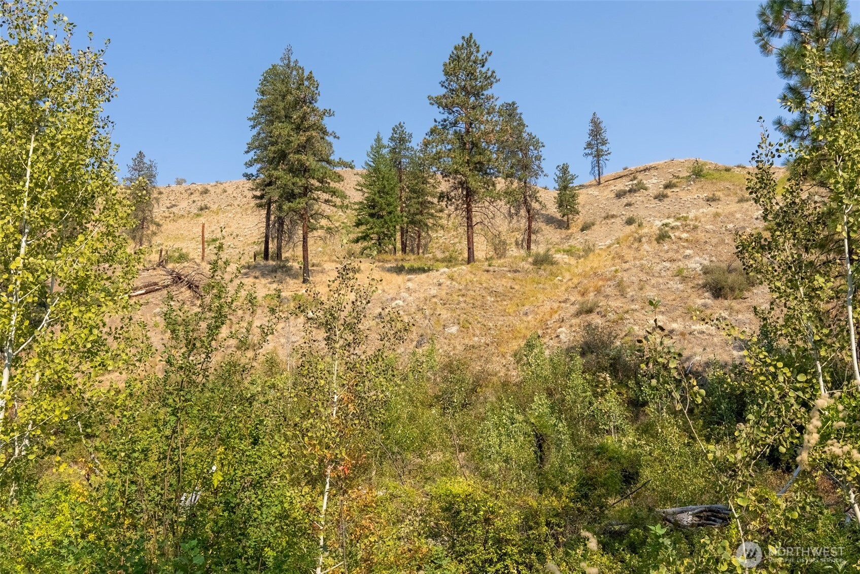 88-tbd Gold Creek Road Carlton, WA 98814 - Photo 24 of 39 a view of a yard with large trees