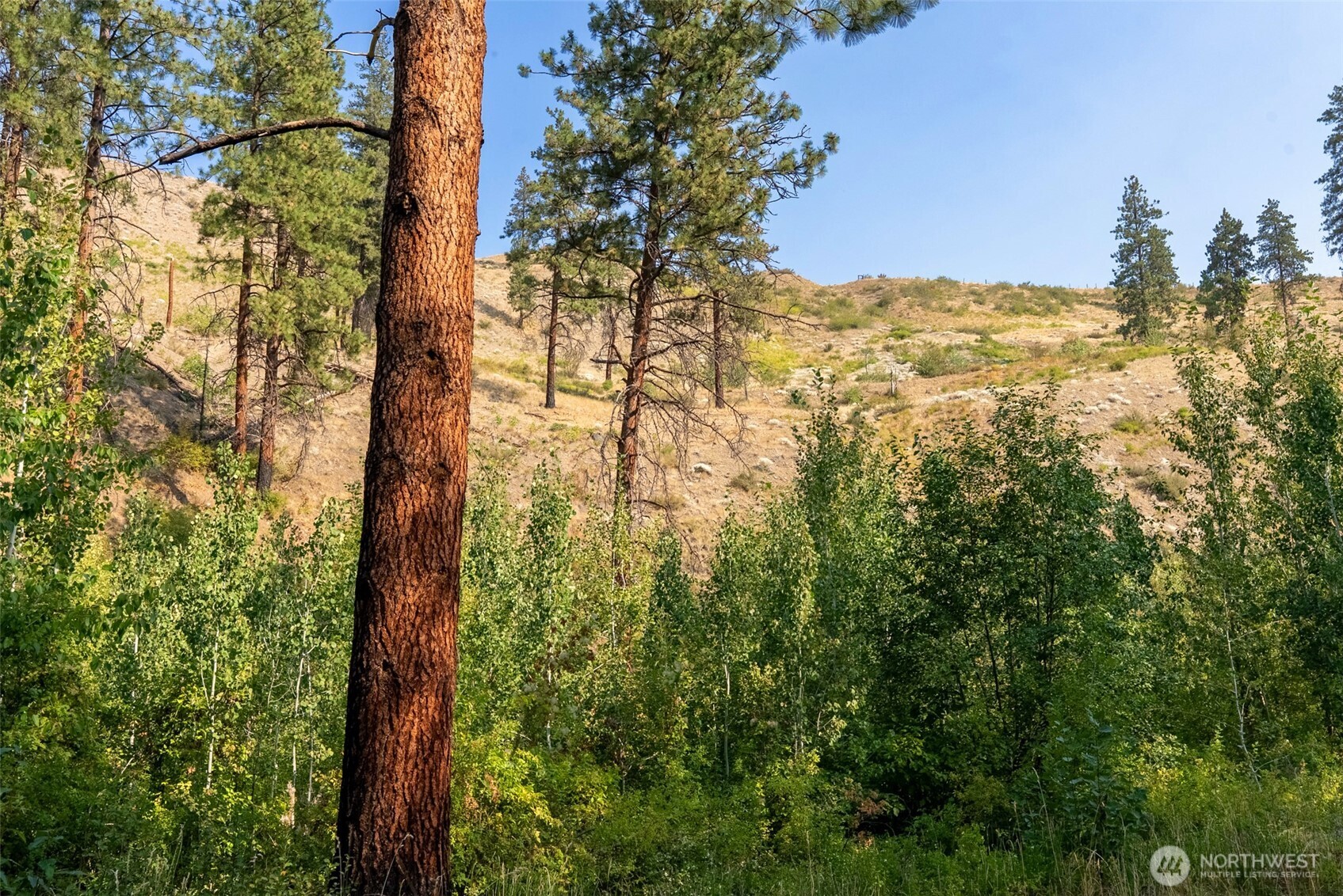 88-tbd Gold Creek Road Carlton, WA 98814 - Photo 26 of 39 a view of mountain view with lots of trees