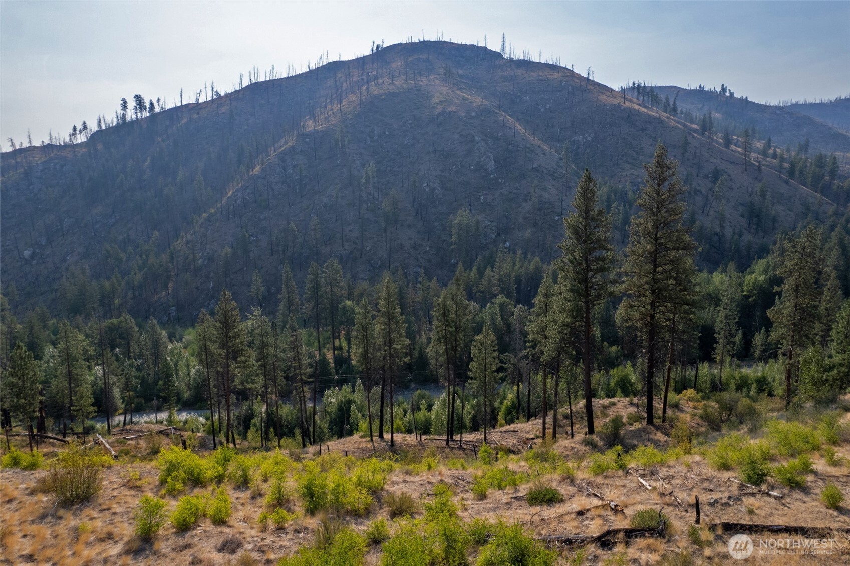 88-tbd Gold Creek Road Carlton, WA 98814 - Photo 31 of 39 a view of a large tree with a yard