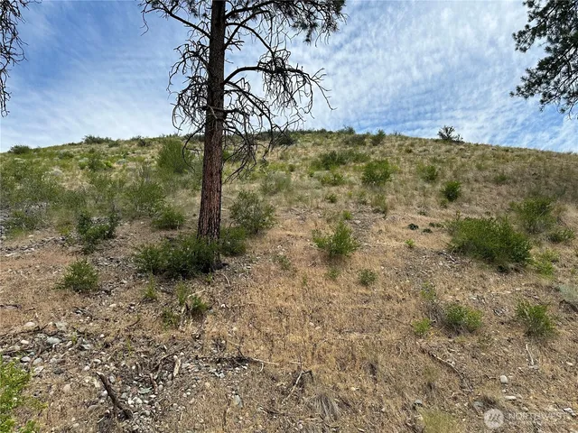 a view of a yard with a tree