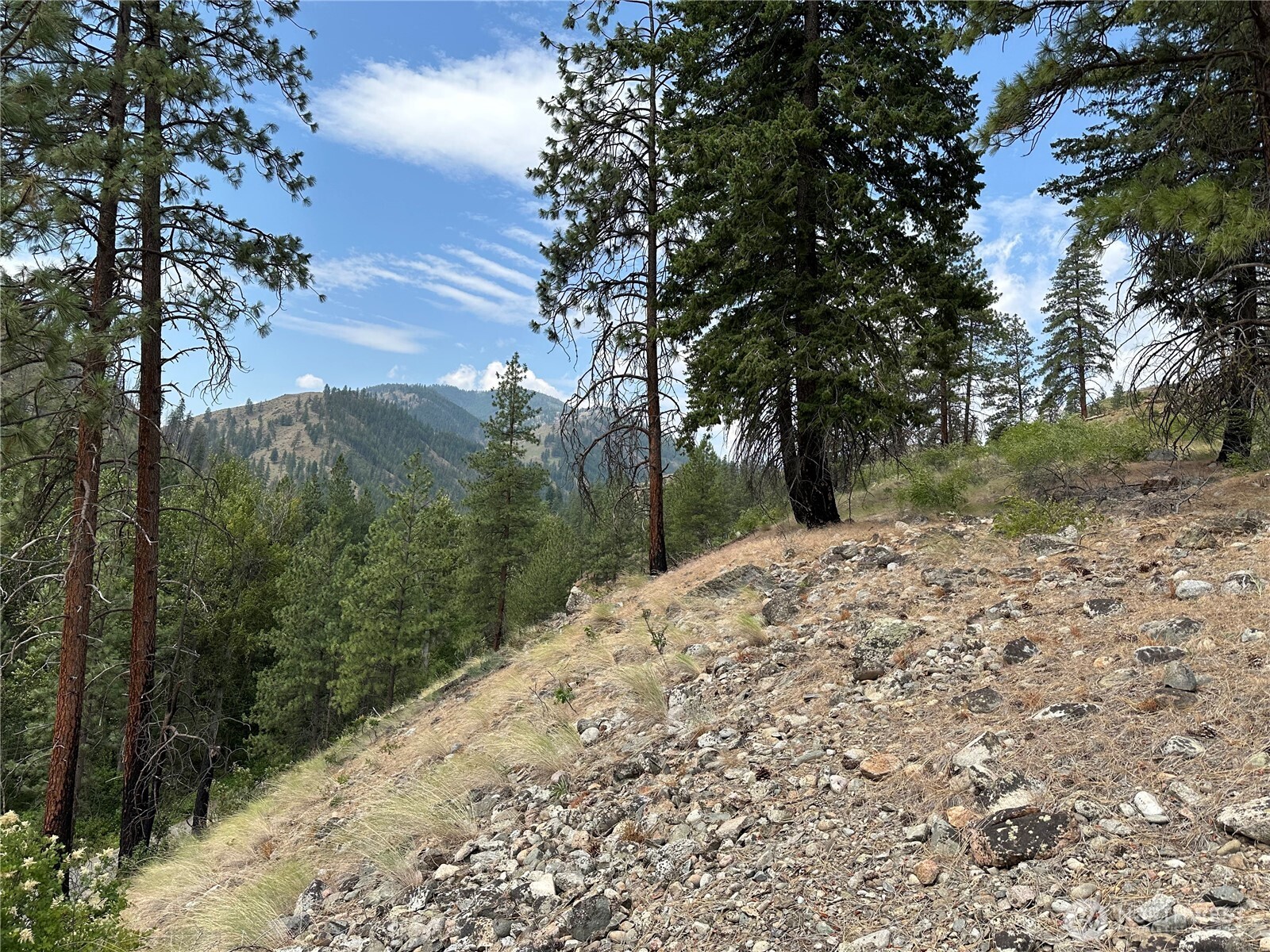 88-tbd Gold Creek Road Carlton, WA 98814 - Photo 37 of 39 a view of a yard with a tree