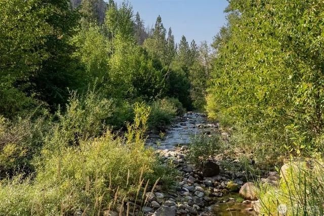 a view of a forest with a tree
