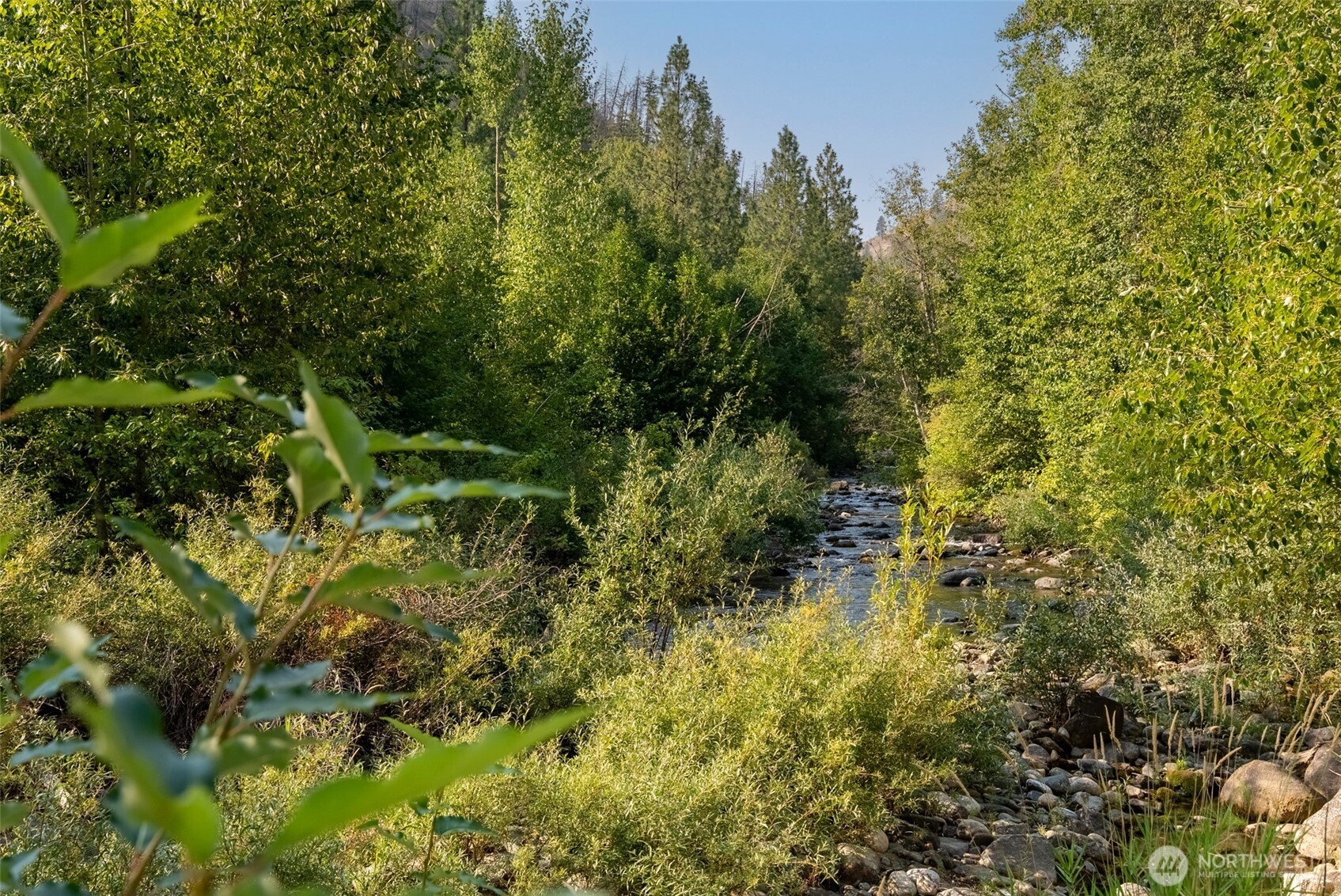 88-tbd Gold Creek Road Carlton, WA 98814 - Photo 5 of 39 a view of a garden with plants and large trees