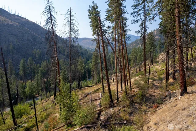 a view of a forest covered by trees