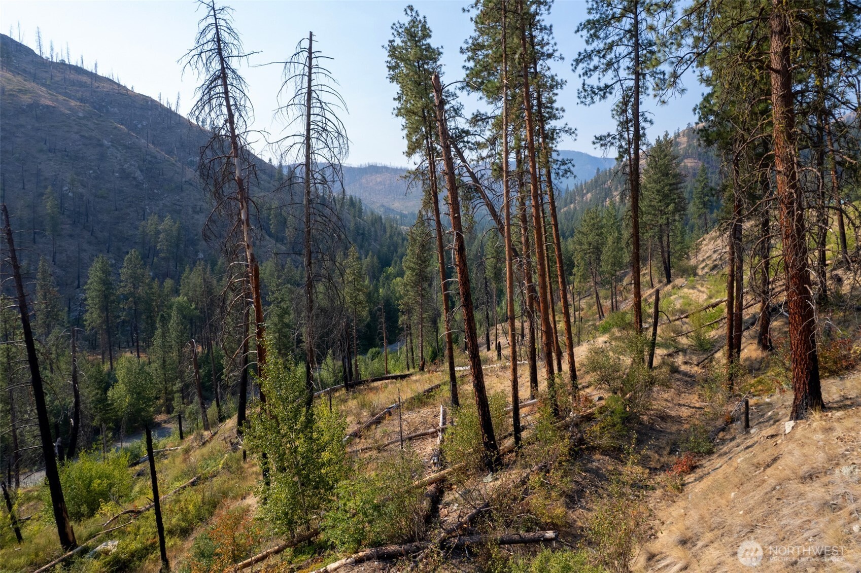 88-tbd Gold Creek Road Carlton, WA 98814 - Photo 9 of 39 a view of a forest covered by trees