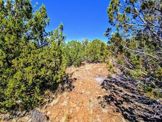 a view of a tree with a yard