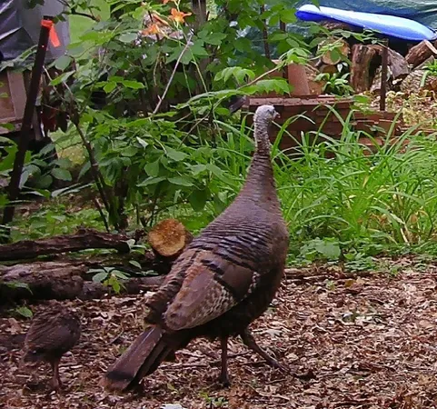 $424,900 | 6466 Stillwater Boulevard North, St. Paul, MN 55128