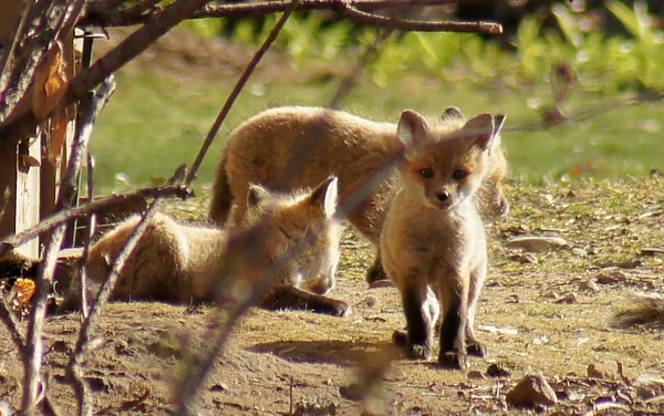 $424,900 | 6466 Stillwater Boulevard North, St. Paul, MN 55128