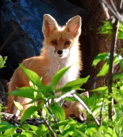 $424,900 | 6466 Stillwater Boulevard North, St. Paul, MN 55128