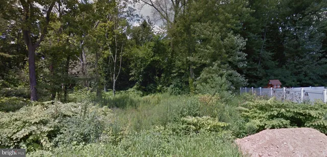 a view of a forest with a tree