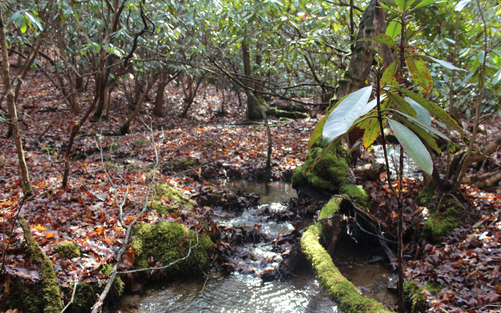 7 Fodder Creek Road Hiawassee, GA 30546 - Photo 14 of 22 Additional View