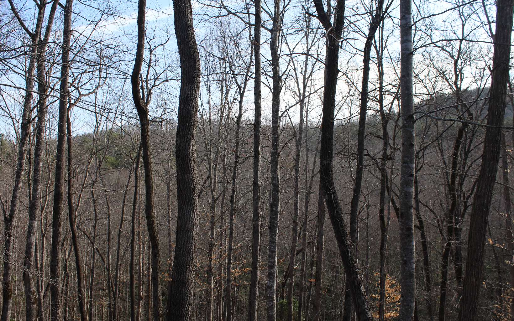 7 Fodder Creek Road Hiawassee, GA 30546 - Photo 2 of 22 Additional View