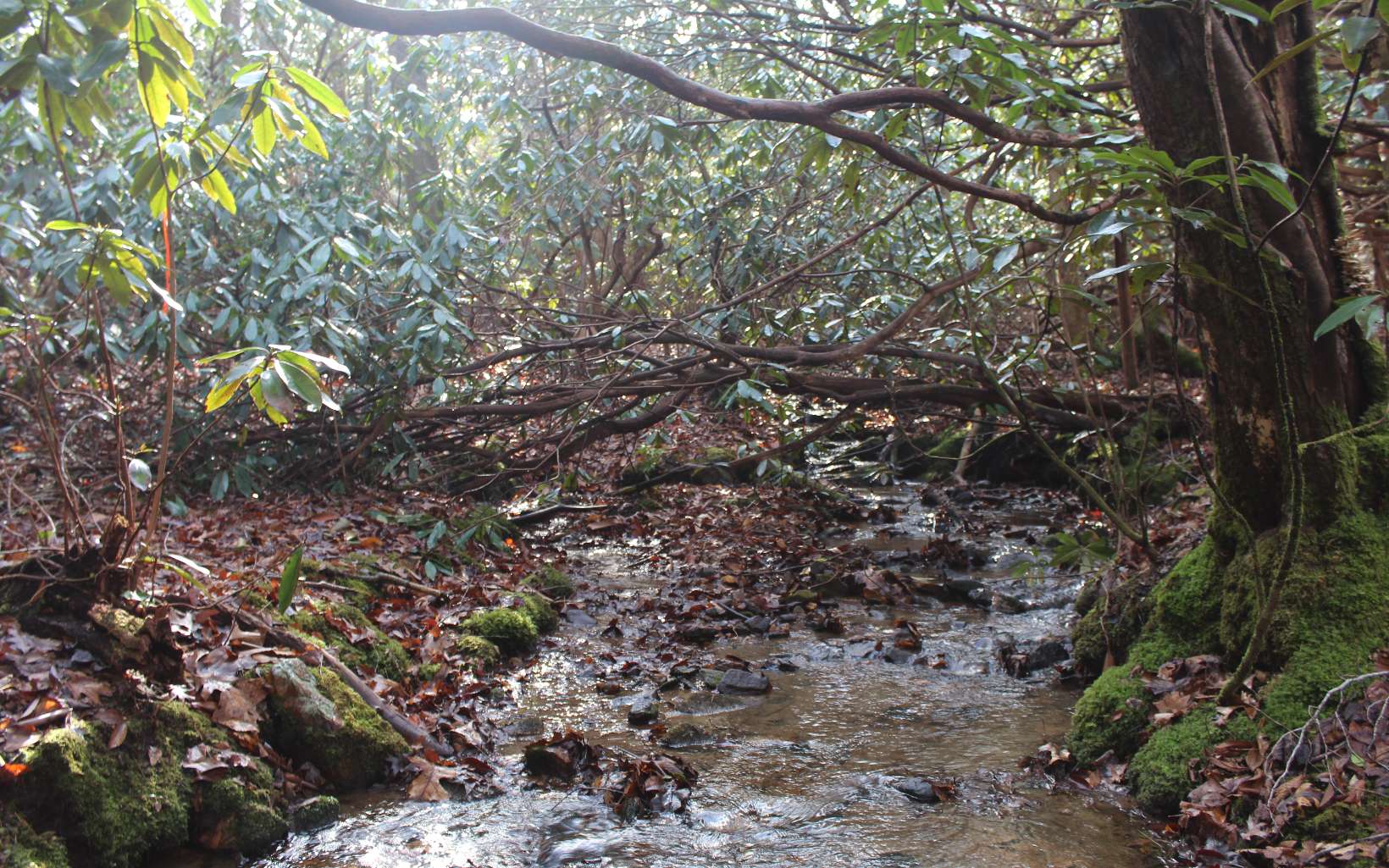 7 Fodder Creek Road Hiawassee, GA 30546 - Photo 10 of 22 Additional View