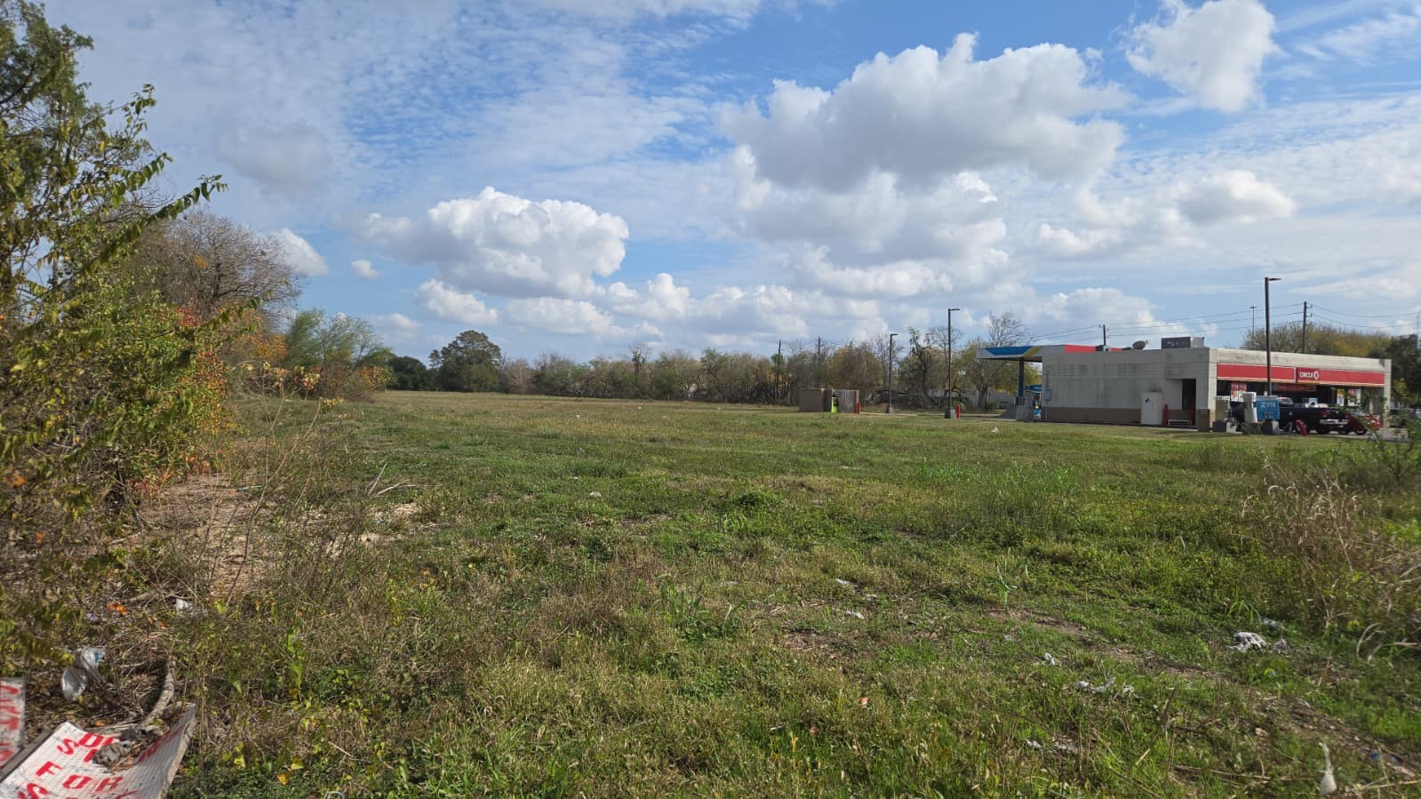 a view of a big yard with plants and a large tree