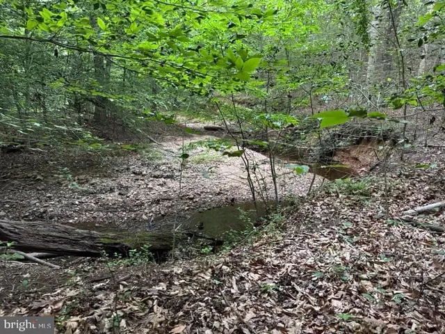 a view of a lush green forest